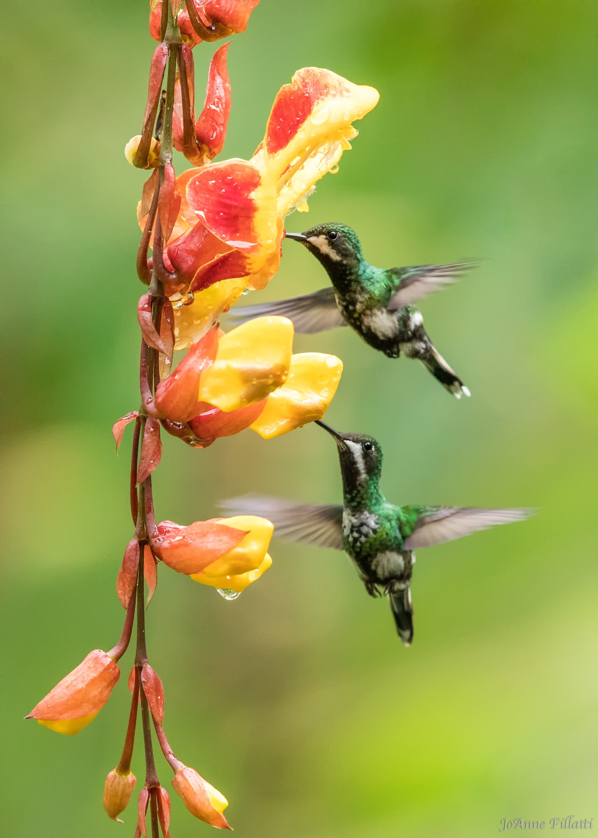 bird of ecuador image 18